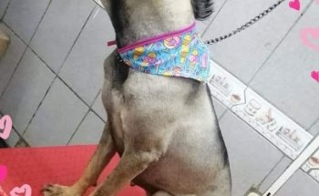 PETS HELP y HUESO