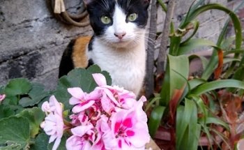 Veterinaria Balto