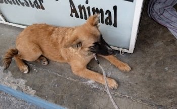 Veterinaría Bienestar Animal