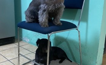 ANIMALS VETERINARIA