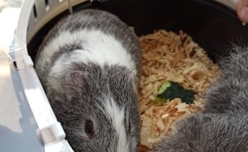 Veterinaria Mina