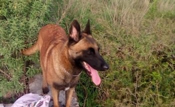 Veterinary clinic Dr. Diaz