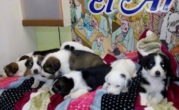 Veterinaria El Arca