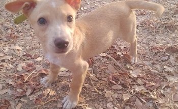 Veterinaria Sinaloa