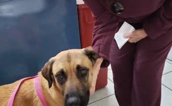 PUPPY'S DOC