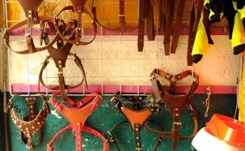 MEDICO VETERINARIO