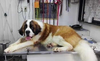 FARMACIA VETERINARIA