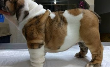 Veterinaria