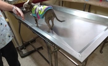 Clinica Veterinaria