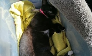 Centro de Atención a la Salud Animal