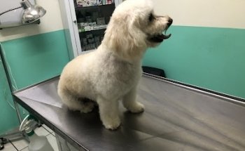 Veterinaria Dogtor