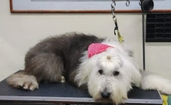 Veterinaria Sabueso