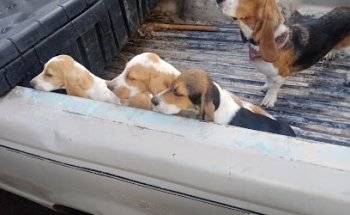 Veterinaria Cumbres