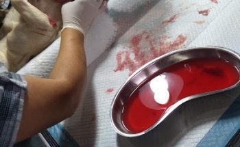Veterinaria Nam