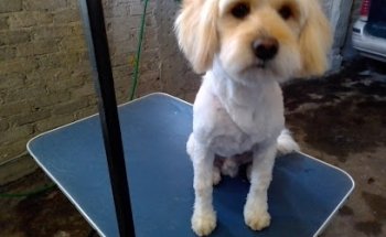 ESTETICA CANINA GREÑITAS