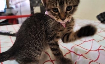 Veterinaria Ámbar
