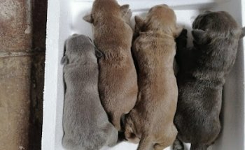 Veterinaria MEX PET