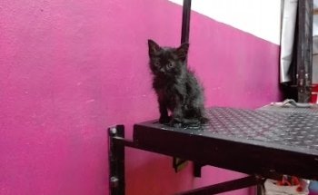 Nuscaa Veterinaria