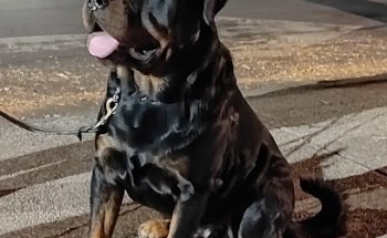 Veterinaria Aledsa