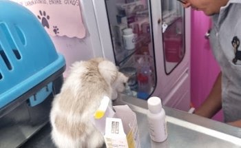 DOGOSHOP