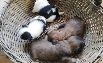 VETERINARIA RINCON CANINO