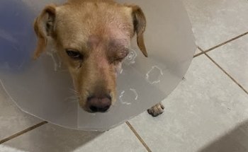 Le PetCity