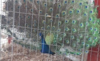 El Reino Animal