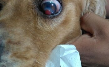 Clinica Veterinaria Puppys