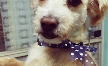 Veterinaria