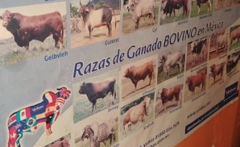 Veterinaria