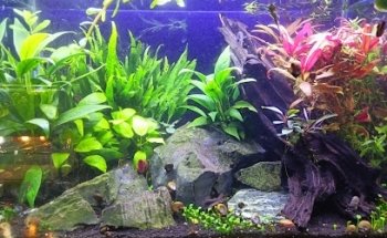 Aquarium