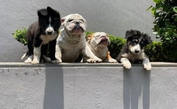 Mundo Animal