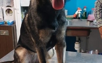 MEDICO VETERINARIO