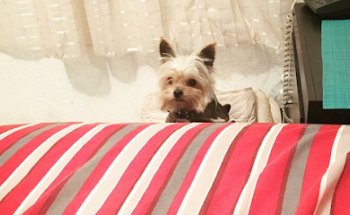 Xizu Animal