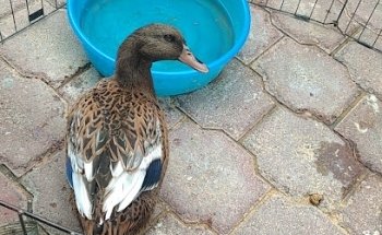 Veterinaria pets