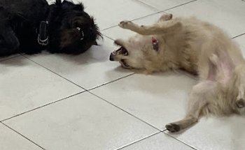 Spa Animals