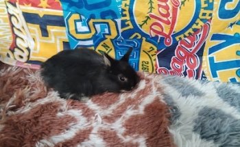 Mascotas García