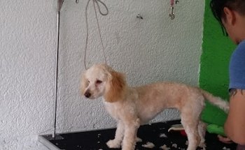 Veterinaria Canito