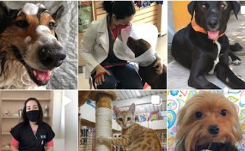Veterinaria HomeVet Aviación