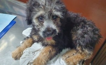Veterinaria Fabela