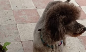 Barber Dog