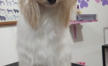 Dog's Showers