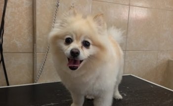 Veterinaria