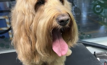 Pet In Black