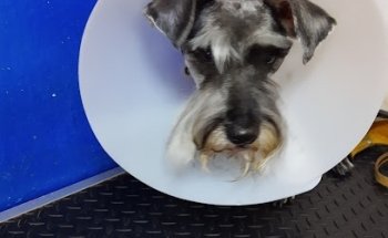 estetica canina moe