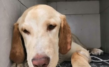 CLÍNICA VETERINARIA AMROTH