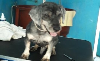 Pets World