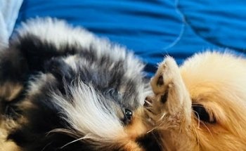 veterinaria