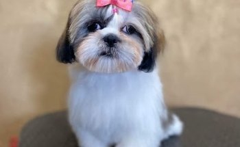 Clínica Veterinaria Chic Mascotas