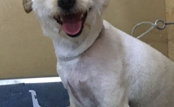 Veterinaria Brydelú